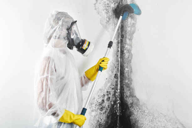  Salmon Creek, WA Mold Removal Pros